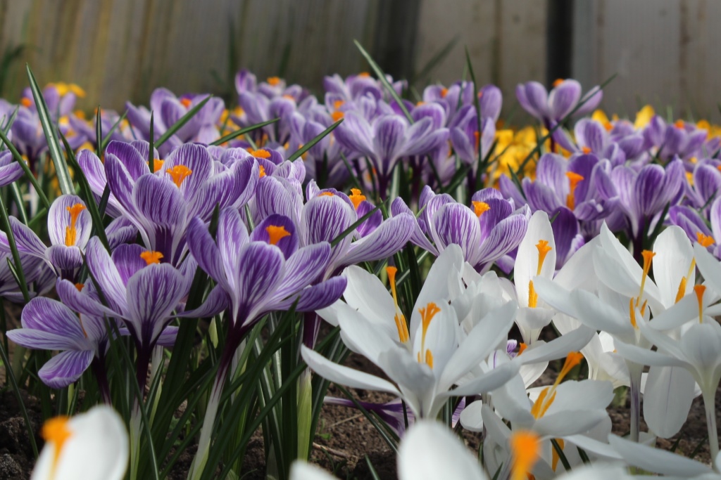IMG 6661
