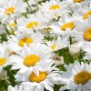 nature-flowers_00281583